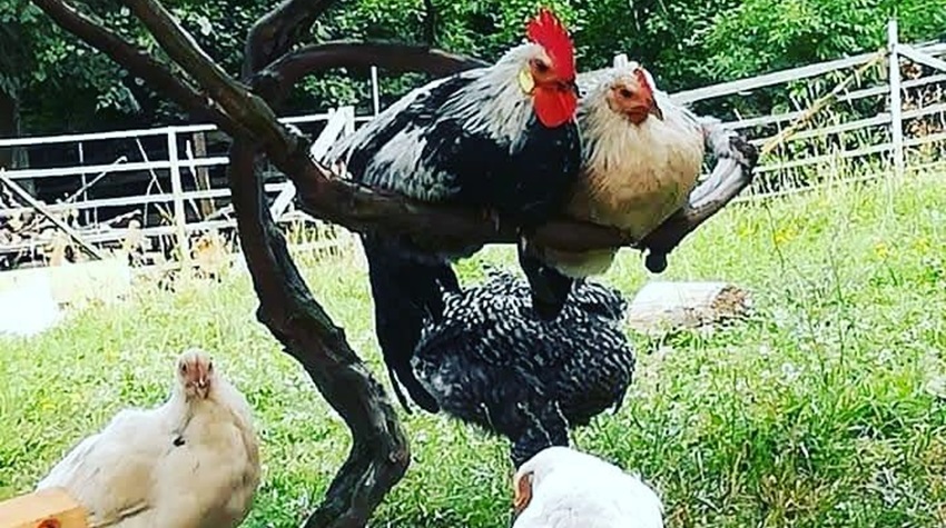 DISCOVER THE CHARMS OF GRANDPA SIMA'S RANCH